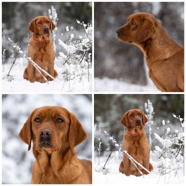 Red Dakota aka Bambam